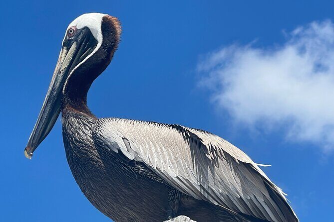 Half Day Shelling Dolphin Eco Tour in 10 000 Island and Marco - Final Thoughts