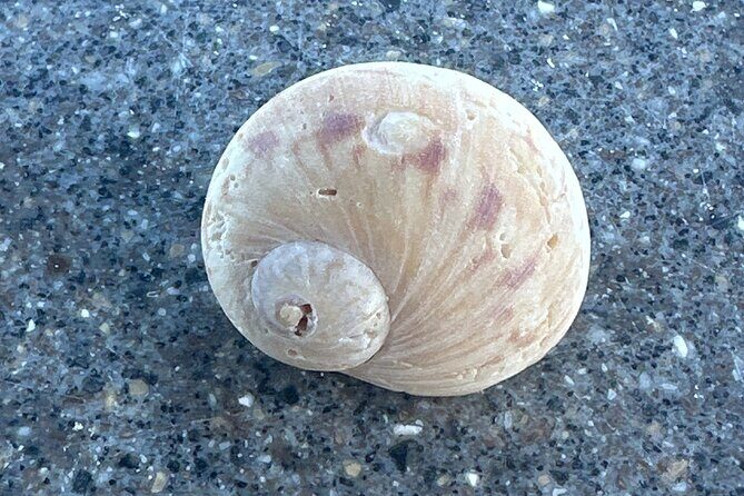 Half Day Shelling Dolphin Eco Tour in 10 000 Island and Marco - FAQ