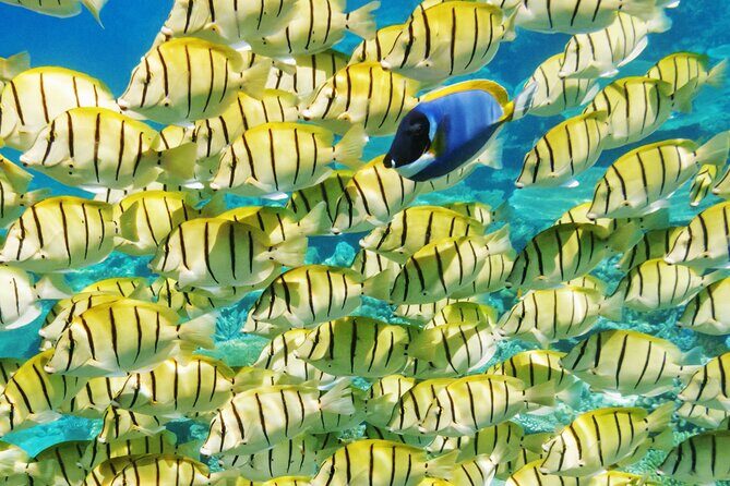 Half-Day Small-Group Cruise in Bora Bora with Snorkelling - Exploring the Half-Day Small-Group Cruise in Bora Bora with Snorkeling