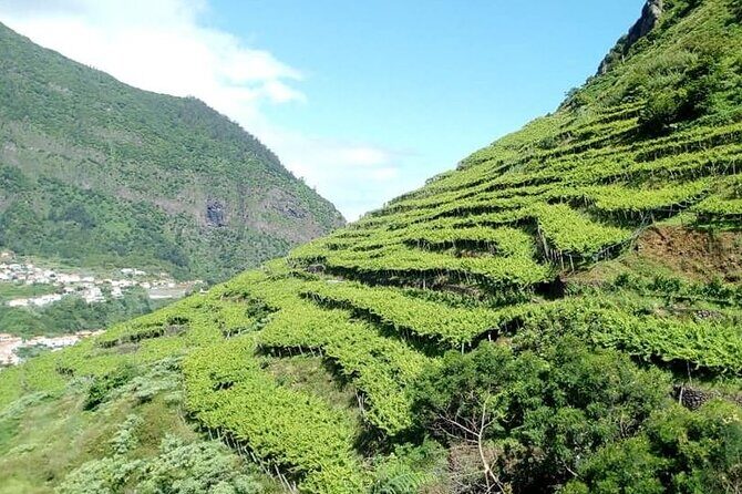 Half-Day Small-Group Wine Tour in Madeira - A Deep Dive into the Experience