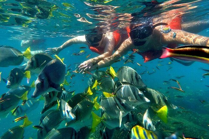 Half-Day Snorkel Experience and Party Catamaran in Los Cabos! + Round Trip - An Introduction to the Snorkel and Party Catamaran Experience