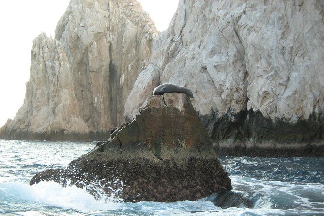 Half-Day Snorkel Experience and Party Catamaran in Los Cabos! + Round Trip - FAQ