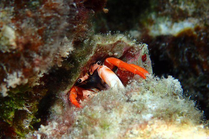 Half day Snorkeling Shared Boat Tour in Bora Bora - The Sum Up: Why You Should Consider This Tour