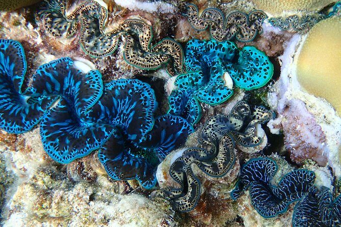 Half day Snorkeling Shared Boat Tour in Bora Bora - FAQ