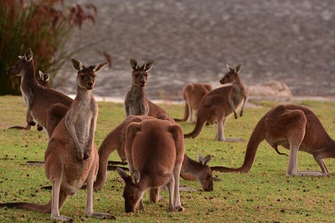 Half-Day Swan Valley & Wildlife Park Tour - Key Points