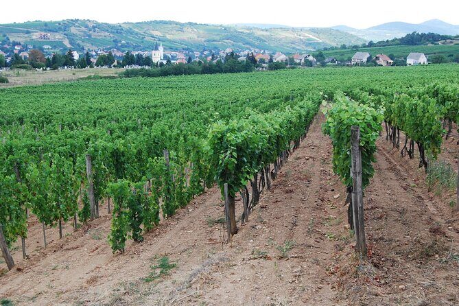 Half Day Tokaj Wine Tasting Tour in Mád Hungary with lunch - Who Will Enjoy This Tour?