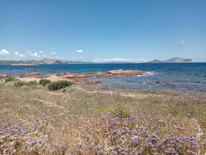 Half-day tour by dinghy in the Tavolara Marine Protected Area - How the Tour Compares to Similar Experiences