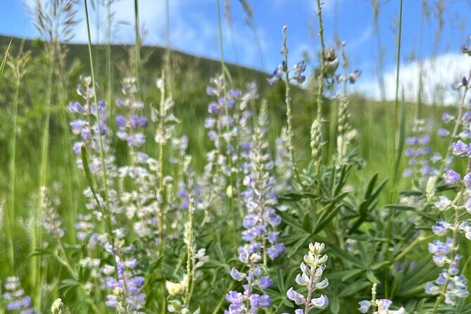 Half Day Tour from Denver Private Guided Hike with Curated Picnic - What to Expect from This Colorado Adventure