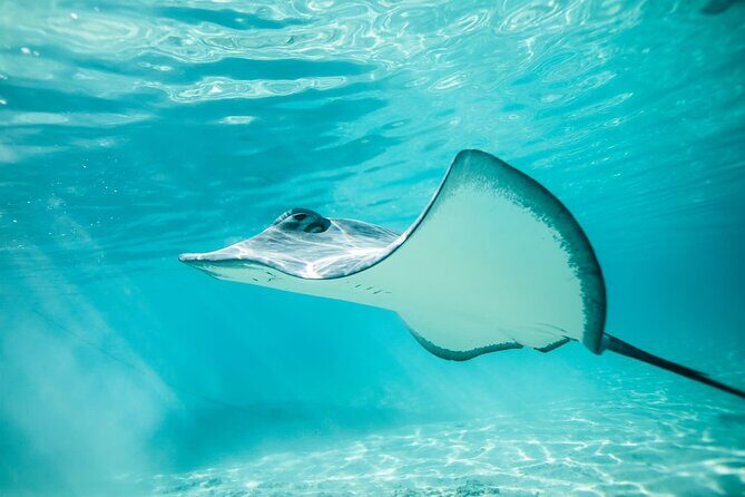 Half Day Tour lagoon discovery marine fauna flora small group - Key Points