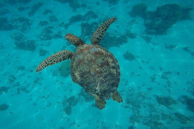 Half Day Tour lagoon discovery marine fauna flora small group - The Guides and Group Experience