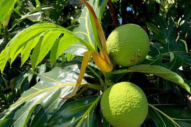 Half-Day Tour of Moorea Island in a Small Group - What the Reviews Say