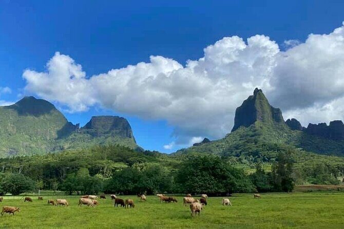 Half-Day Tour of Moorea Island in a Small Group - FAQ