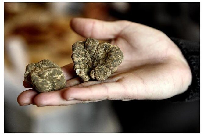 Half day trip to Motovun with Local Brandies Tasting - Final Thoughts: Who Should Consider This Tour?