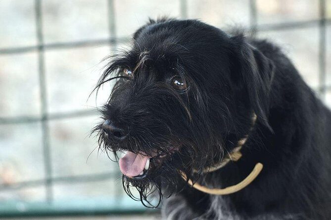 Half day trip to Motovun with Local Brandies Tasting - Frequently Asked Questions