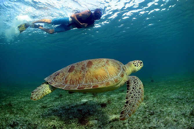 Half-Day Underwater World Tour - An Introduction to the Experience