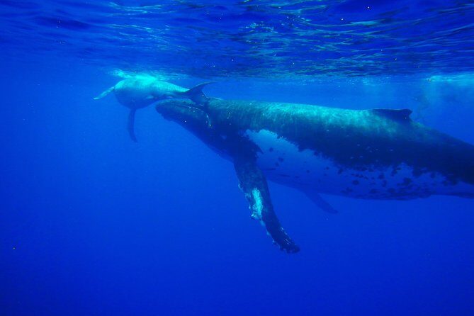 Half day whale tour 4h00 - Introduction to Moorea’s Whale Tour