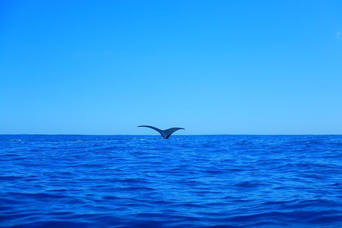 Half day whale tour 4h00 - Who Should Consider This Tour?