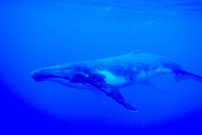 Half day whale tour 4h00 - FAQs