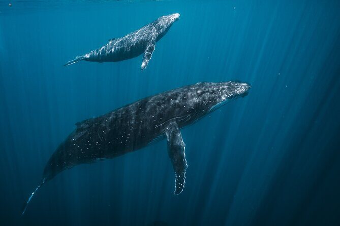 Half Day Whale Watching in a Small Shared Group - An Up-Cclose Look at the Tour Itself