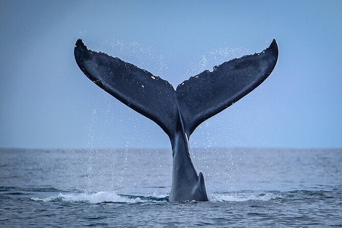 Half Day Whale Watching in a Small Shared Group - Final Thoughts: Is This Tour for You?