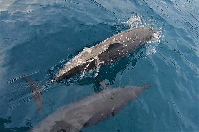 Half day whale watching - Without launch - FAQ