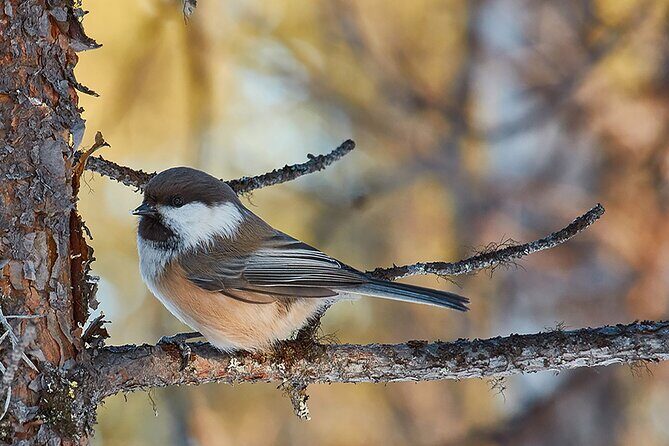 Half day Wildlife and Nature Photography - What to Expect from the Half Day Wildlife and Nature Photography Tour