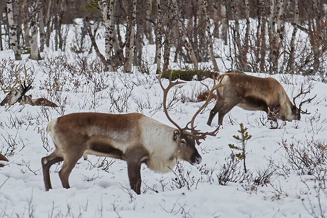 Half day Wildlife and Nature Photography - The Photography and Cultural Experience