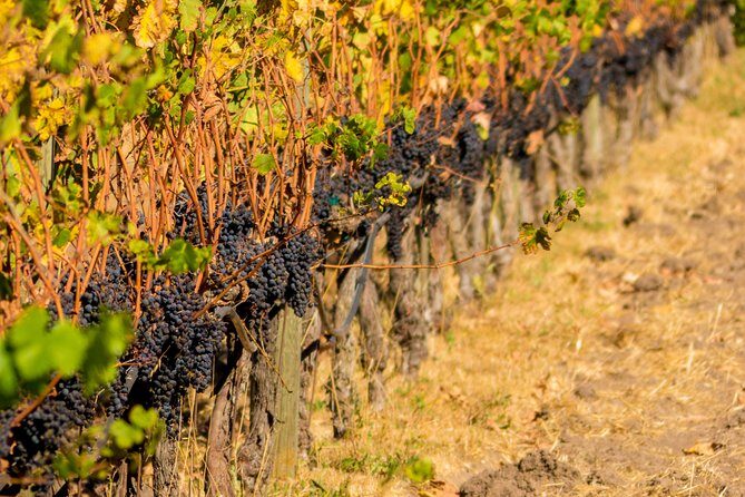 Half-Day Wine Country Tour from San Francisco - FAQ: Your Practical Questions Answered