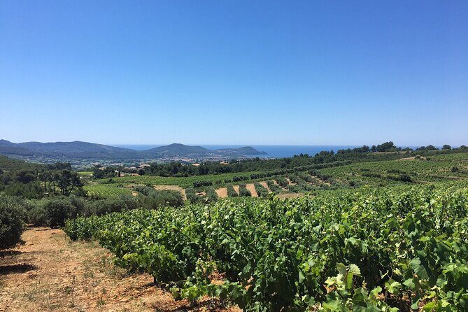 Half day Wine Tour in Bandol & Cassis from Aix en Provence - The Sum Up
