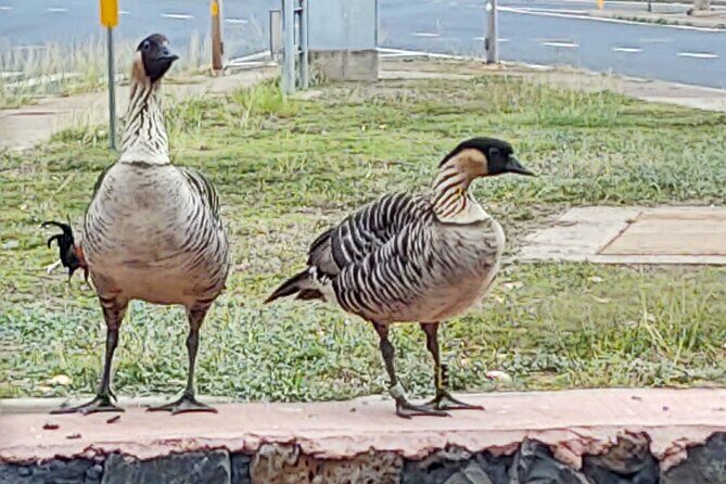 Halfway to Hana Private Tour Maui BlackBeach Waterfalls Turtles - Why Choose This Tour?