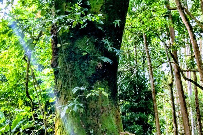 Halfway to Hana Tour of Maui Black Sand Beach Waterfalls Turtles - Wailua Valley State Wayside Park