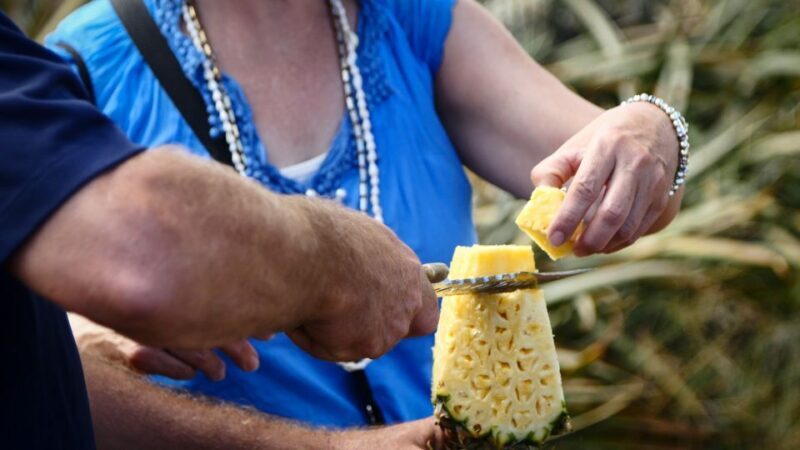 Hali'imaile: Pineapple Farm Tour - Experience the Charm of Maui’s Pineapple Farm