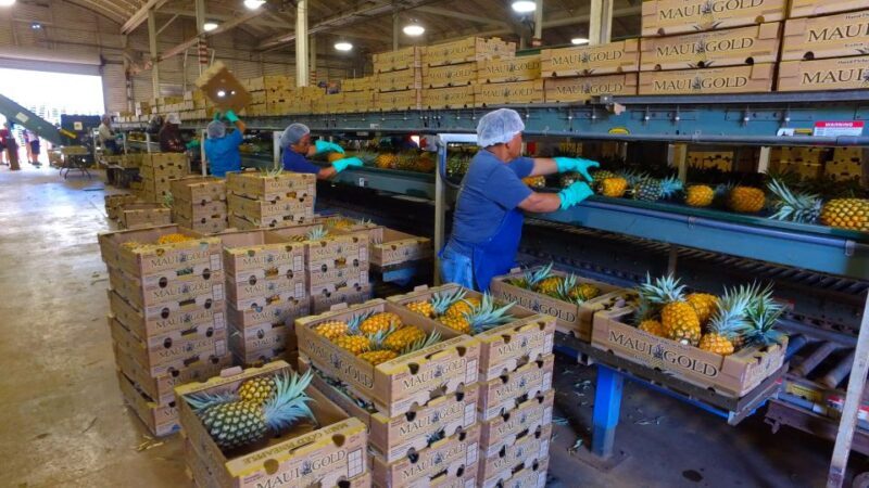 Hali'imaile: Pineapple Farm Tour - Price and Value