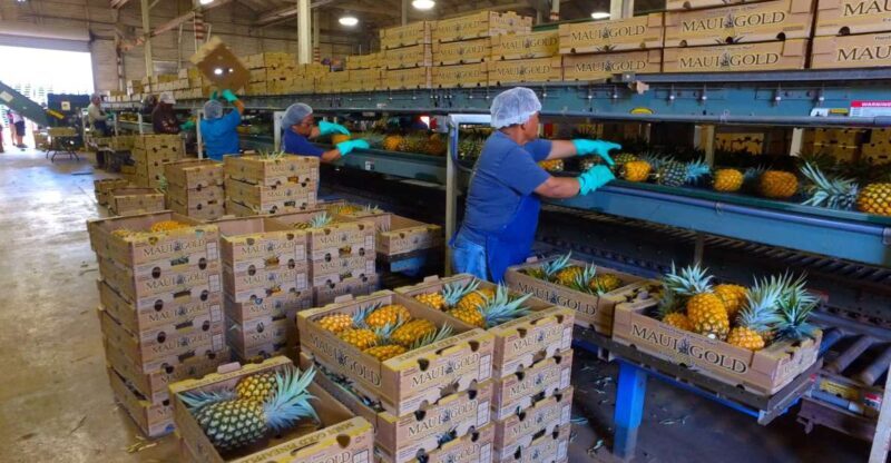 Hali'imaile: Pineapple Farm Tour - FAQs