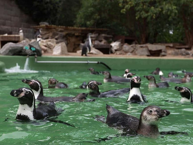 Halle (Saale) : Halle Card 2-Tages-Ticket - Who Is This Tour Best For?