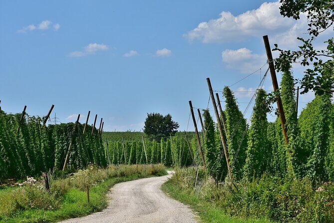 Hallertau experience with hop harvest, lunch and hop museum - Discover Bavaria’s Hop Heritage: A Close-Up Tour of Hallertau