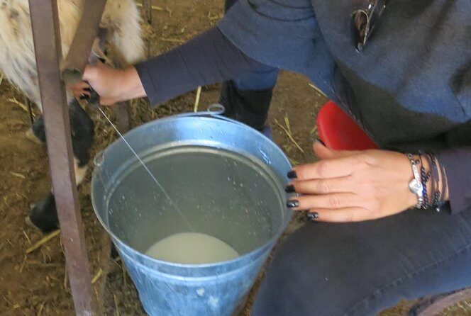 Halloumi Heaven: Cheese-Making Class & Troodos Mountain Villages 8h - Final Thoughts: Is This Tour for You?