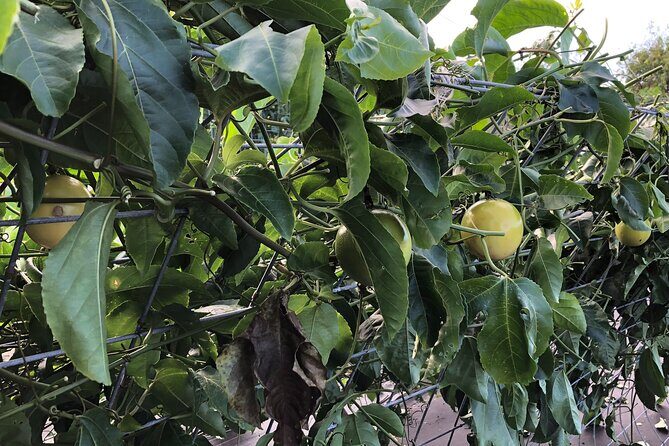 Hamakua Coast Farm Small-Group Walking and Tasting Tour - Insights from Reviews