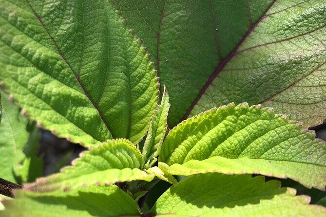 Hamakua Coast Farm Small-Group Walking and Tasting Tour - Practical Details and Tips