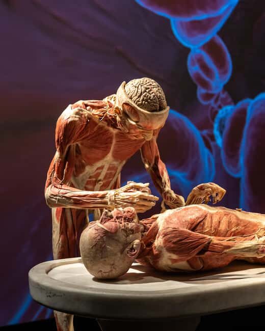 Hanau: Your ticket to the BODY WORLDS exhibition - What is the BODY WORLDS exhibition?