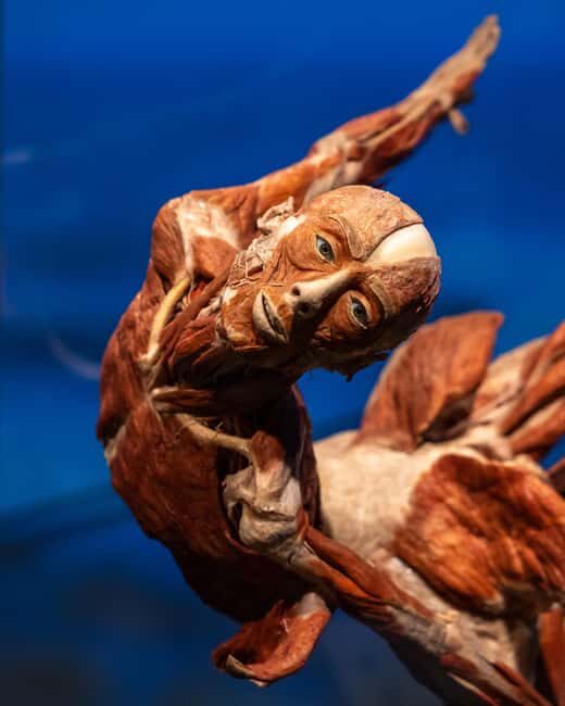 Hanau: Your ticket to the BODY WORLDS exhibition - What makes it stand out