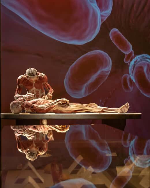 Hanau: Your ticket to the BODY WORLDS exhibition - FAQ