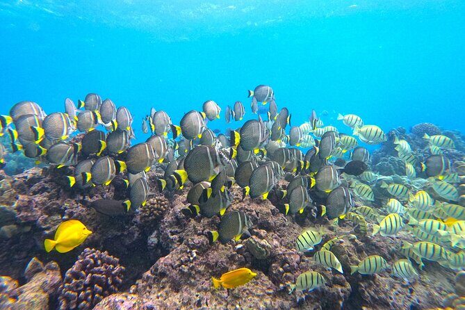 Hanauma Bay Guided Snorkel Tour (with guaranteed entrance time) - The Experience in Detail