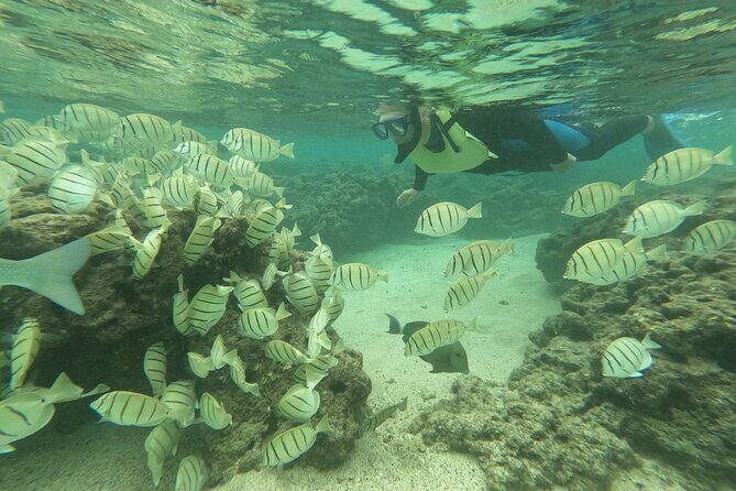 Hanauma Bay Guided Snorkeling Tour with Transportation - The Itinerary Breakdown