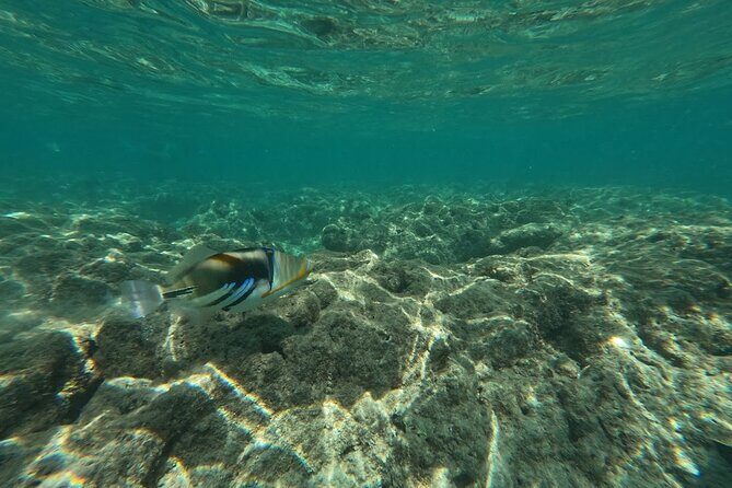 Hanauma Bay Guided Snorkeling Tour with Transportation - The Experience and What Youll Feel