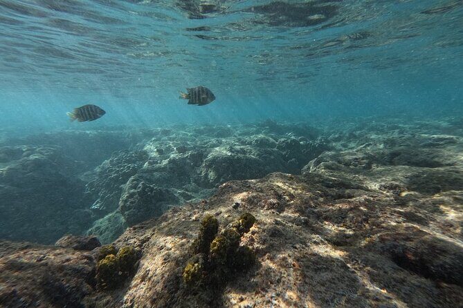 Hanauma Bay Guided Snorkeling Tour with Transportation - The Value for Money