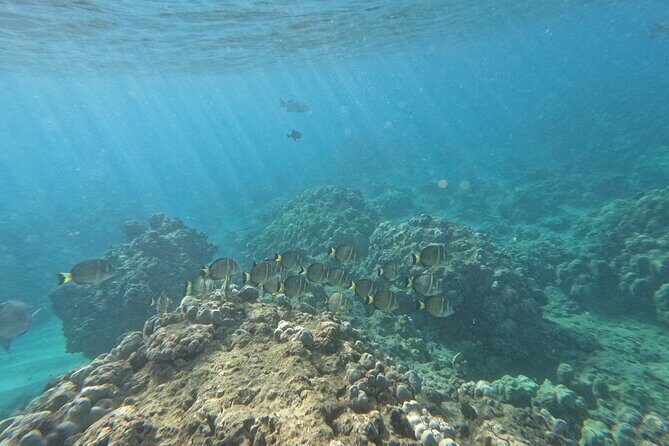 Hanauma Bay Guided Snorkeling Tour with Transportation - Who Should Book This Tour?