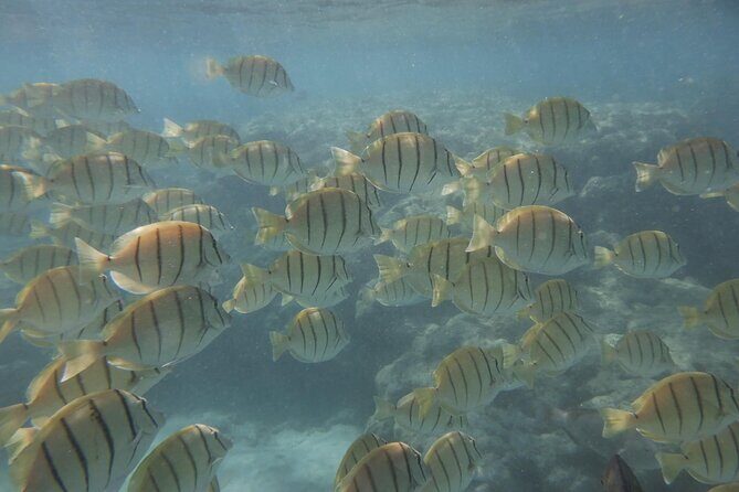 Hanauma Bay Guided Snorkeling Tour with Transportation - FAQs
