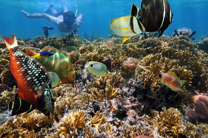 Hanauma Bay Snorkeling - Downsides and Considerations