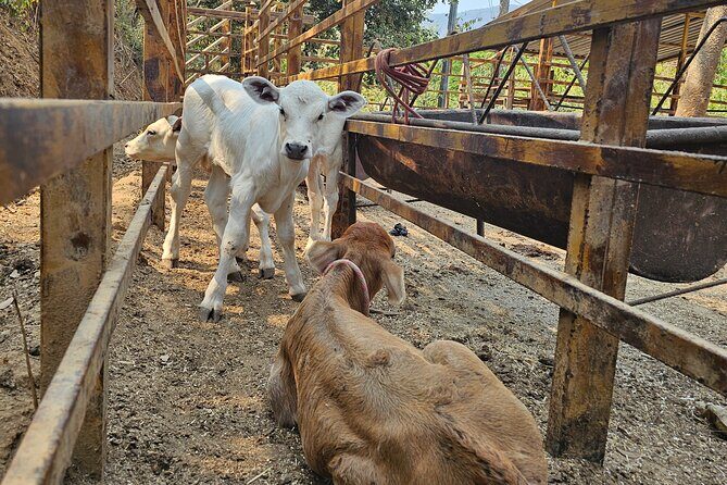 Hands-on Mexican Farm Experience: from Cow to Cheese - FAQs